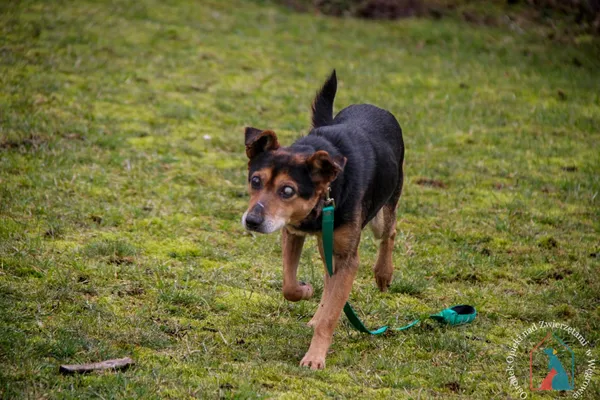 Pies do adopcji, Węgrowo, 27 grudnia 2023 (4/5)