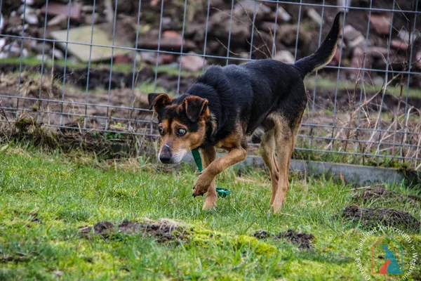 Pies do adopcji, Węgrowo, 27 grudnia 2023 (5/5)