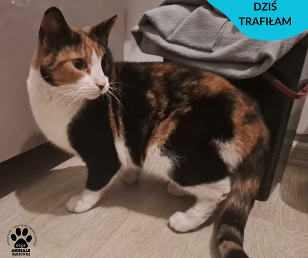 Znaleziono kota, Dąbrówka, 17 stycznia 2024 (2/2)