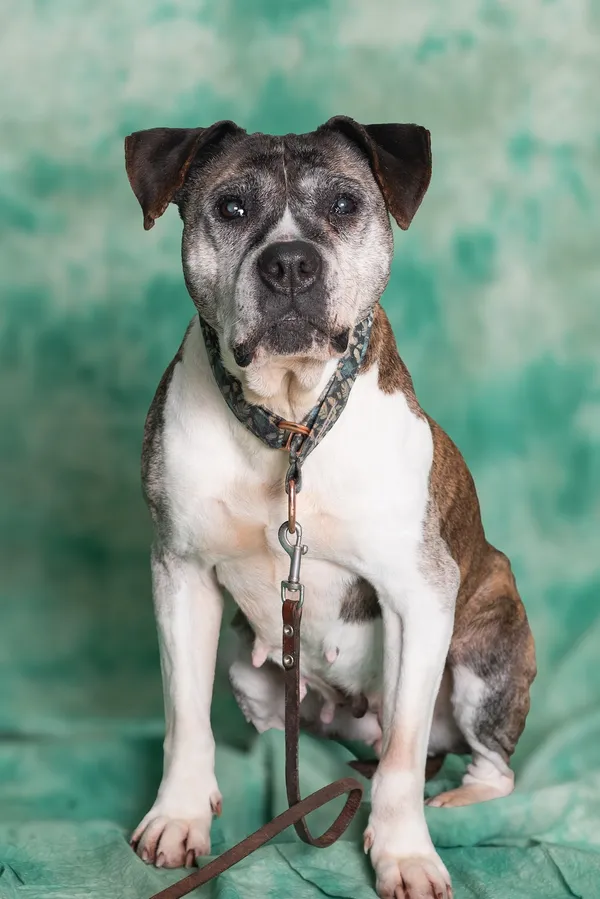 Pies do adopcji, Gdańsk, 17 stycznia 2024