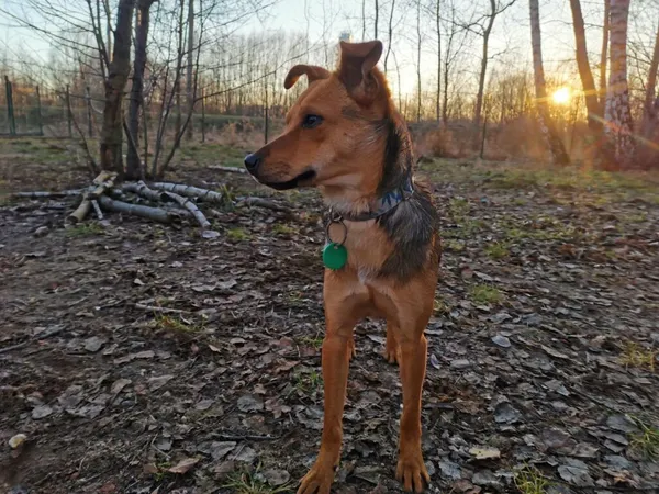 Pies do adopcji, Częstochowa, 11 października 2023 (2/5)