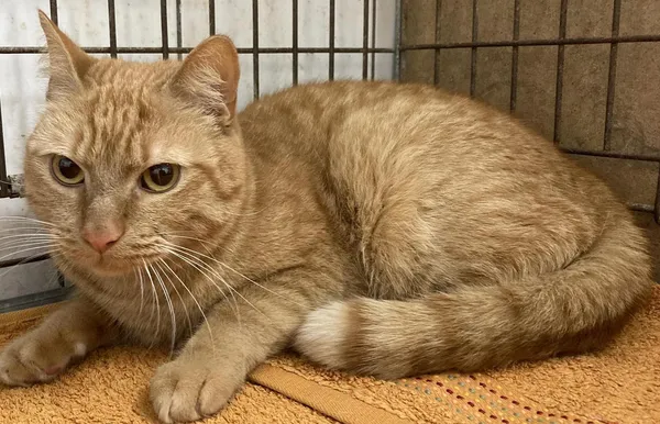 Kot do adopcji, Olsztyn, 2 stycznia 2024