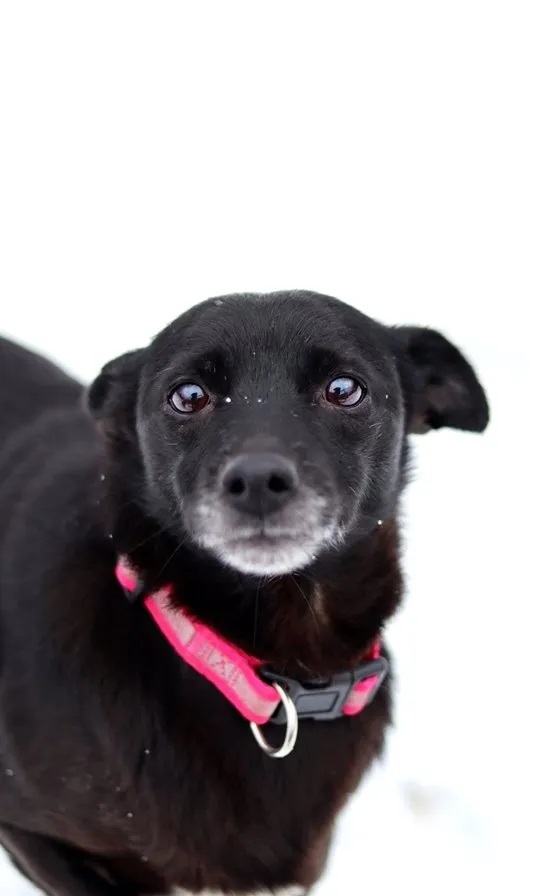 Pies do adopcji, Dłużyna Górna, 17 stycznia 2024 (1/5)