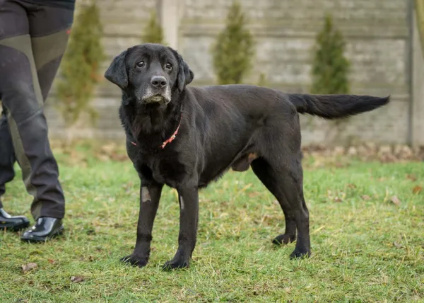Pies do adopcji, Bełchatów, 27 grudnia 2023 (5/5)
