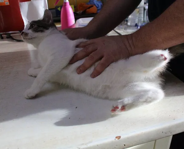 Znaleziono kota, Łódź, 17 stycznia 2024 (1/3)