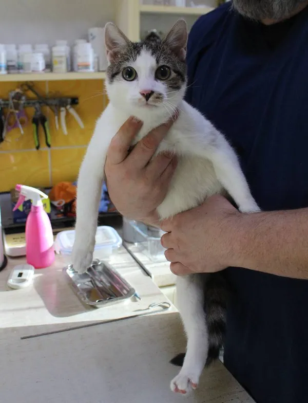 Znaleziono kota, Łódź, 17 stycznia 2024 (3/3)