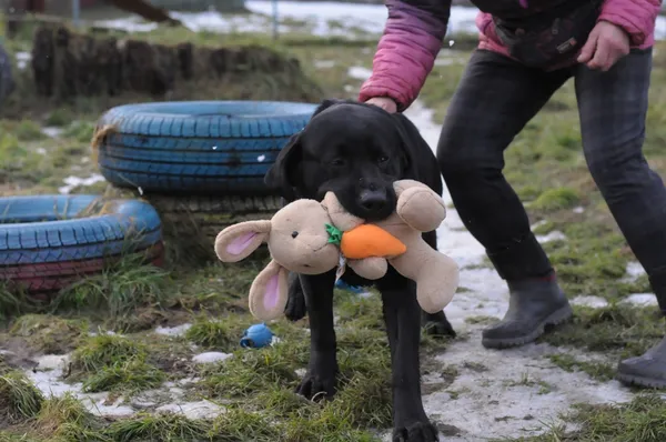 Pies do adopcji, Olsztyn, 30 grudnia 2023 (2/5)