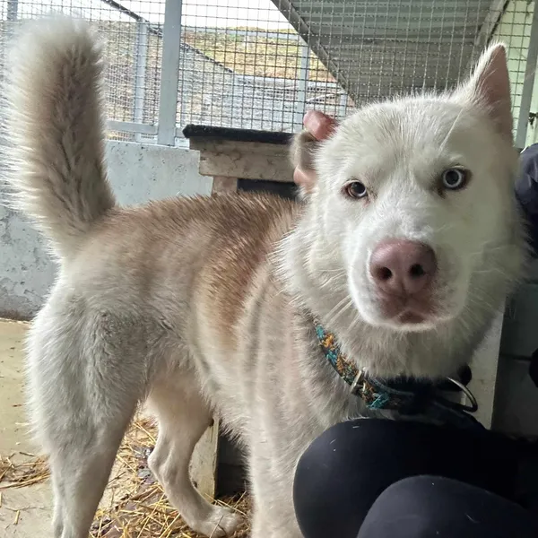 Pies do adopcji, Żywiec, 18 stycznia 2024 (2/5)