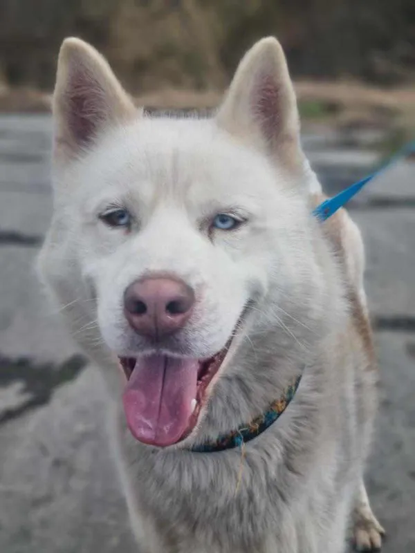 Pies do adopcji, Żywiec, 18 stycznia 2024 (4/5)