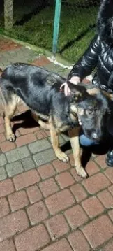 Znaleziono psa, Przemyśl, 17 stycznia 2024