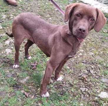 Znaleziono psa, Przemyśl, 17 stycznia 2024