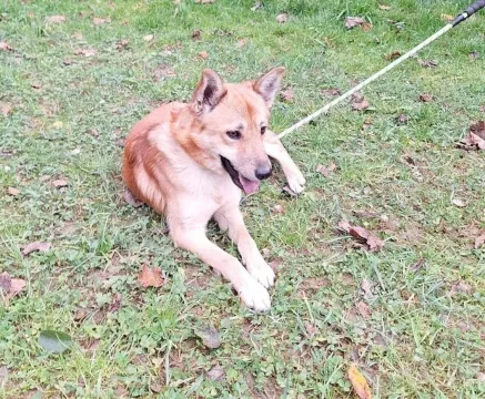 Znaleziono psa, Przemyśl, 17 stycznia 2024 (1/4)