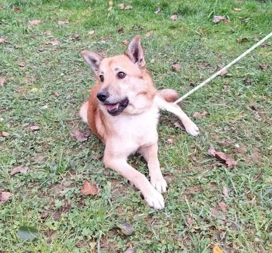 Znaleziono psa, Przemyśl, 17 stycznia 2024 (2/4)