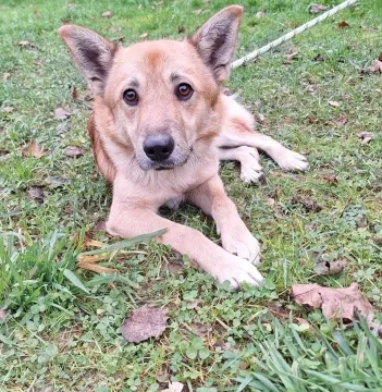 Znaleziono psa, Przemyśl, 17 stycznia 2024 (3/4)