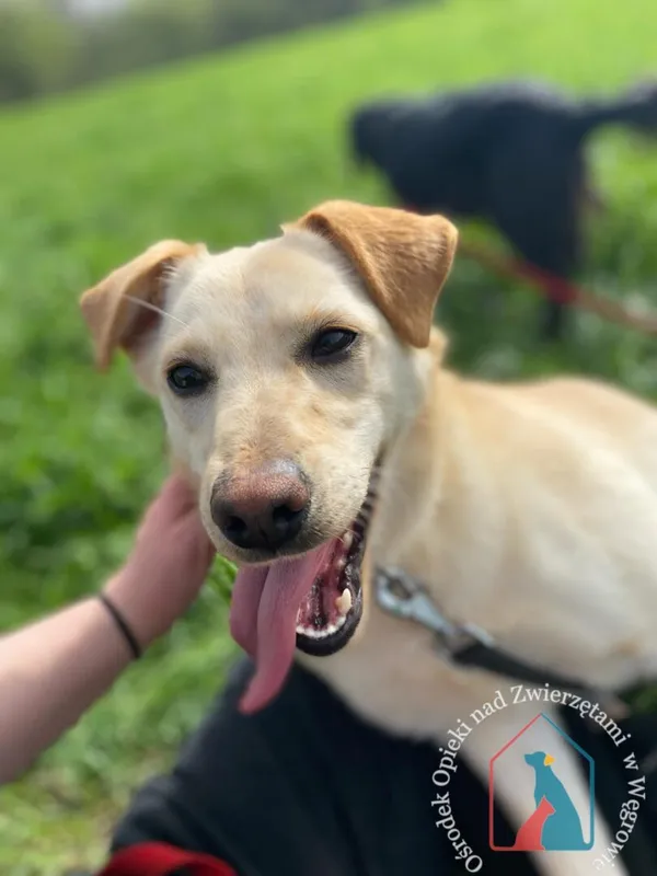 Pies do adopcji, Węgrowo, 13 stycznia 2024 (2/5)