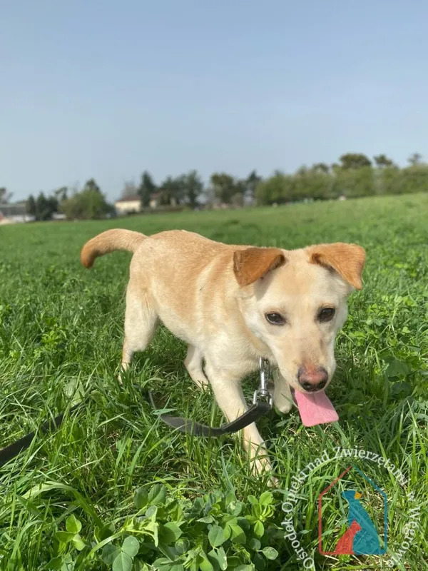 Pies do adopcji, Węgrowo, 13 stycznia 2024 (3/5)
