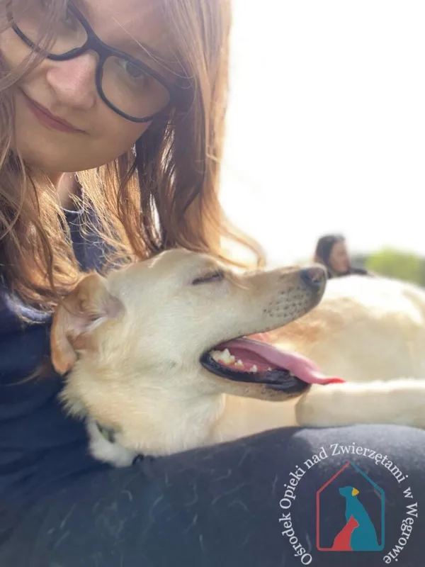 Pies do adopcji, Węgrowo, 13 stycznia 2024 (4/5)