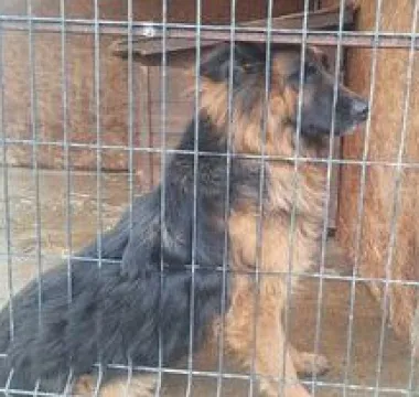 Znaleziono psa, Przemyśl, 18 stycznia 2024 (2/2)