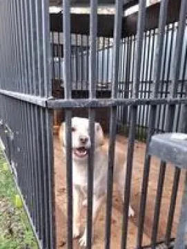 Znaleziono psa, Przemyśl, 18 stycznia 2024 (1/2)