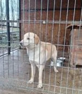 Znaleziono psa, Przemyśl, 18 stycznia 2024 (2/2)