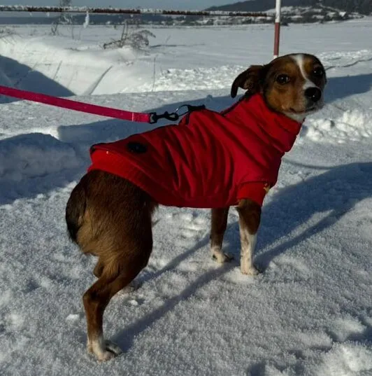 Pies do adopcji, Racławice, 12 stycznia 2024 (4/5)