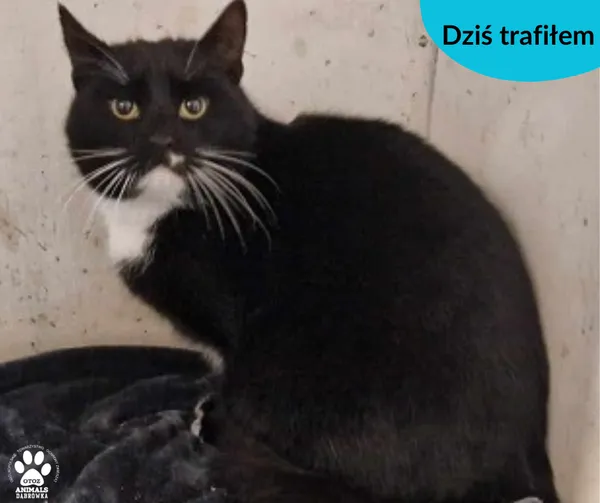 Znaleziono kota, Dąbrówka, 18 stycznia 2024