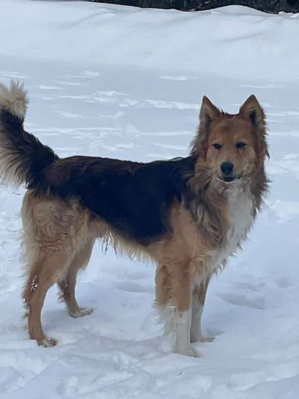 Znaleziono psa, Księżyno, 19 stycznia 2024 (1/2)