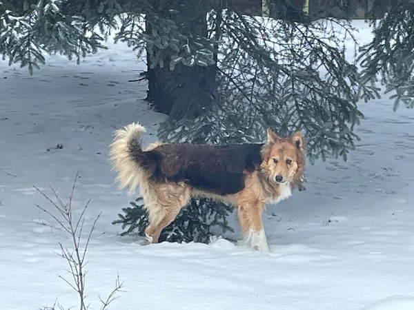 Znaleziono psa, Księżyno, 19 stycznia 2024 (2/2)