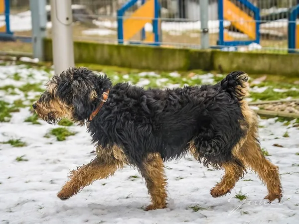 Pies do adopcji, Sopot, 19 stycznia 2024 (4/5)