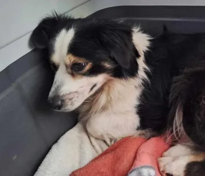 Znaleziono psa, Przemyśl, 19 stycznia 2024