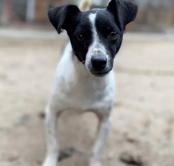 Oddam psa, Olsztyn, Likusy, 19 stycznia 2024 (1/3)