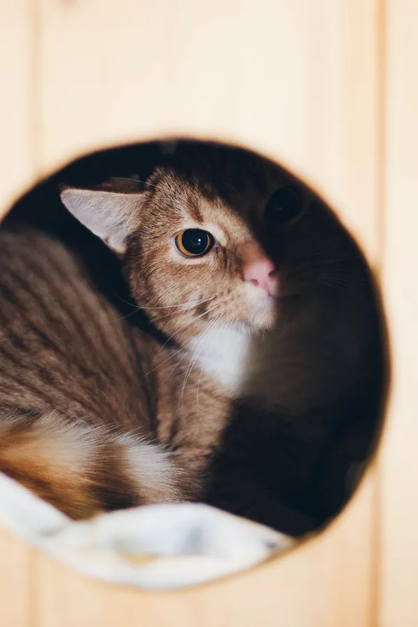 Kot do adopcji, Sopot, 19 stycznia 2024 (5/5)