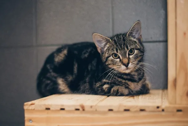 Kot do adopcji, Sopot, 19 stycznia 2024 (3/5)