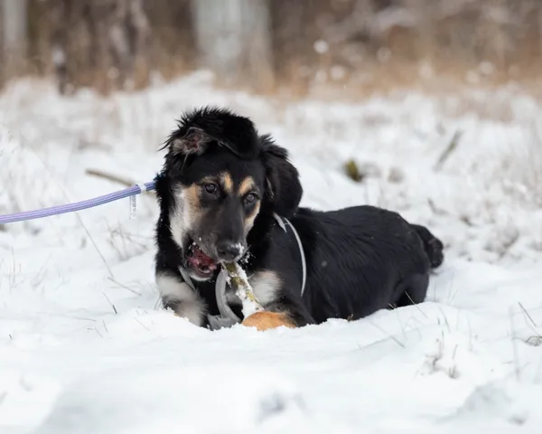 Pies do adopcji, Piła, 12 grudnia 2023 (2/4)