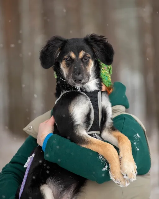 Pies do adopcji, Piła, 12 grudnia 2023 (3/4)