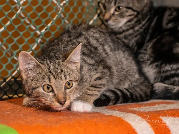 Kot do adopcji, Sopot, 19 stycznia 2024 (3/5)