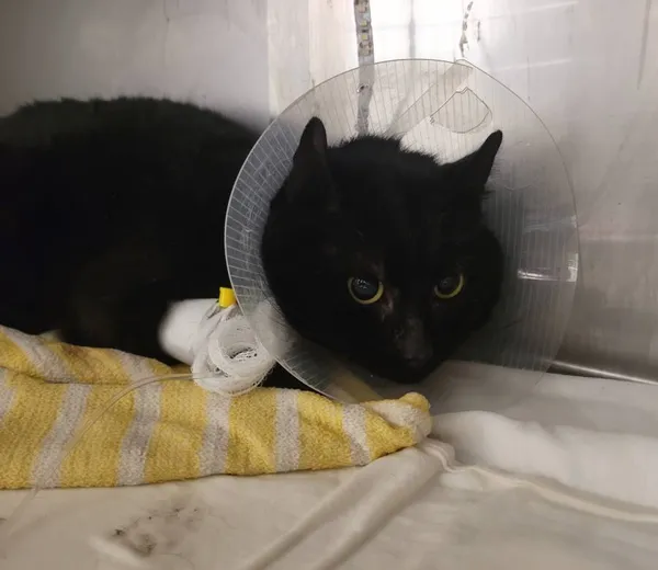 Znaleziono kota, Łódź, 19 stycznia 2024 (1/4)