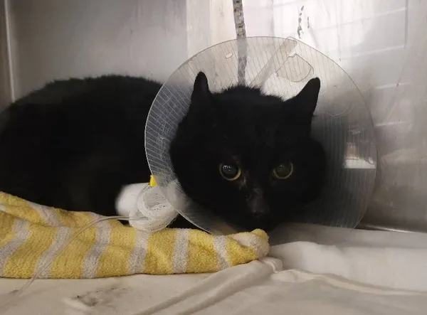 Znaleziono kota, Łódź, 19 stycznia 2024 (2/4)