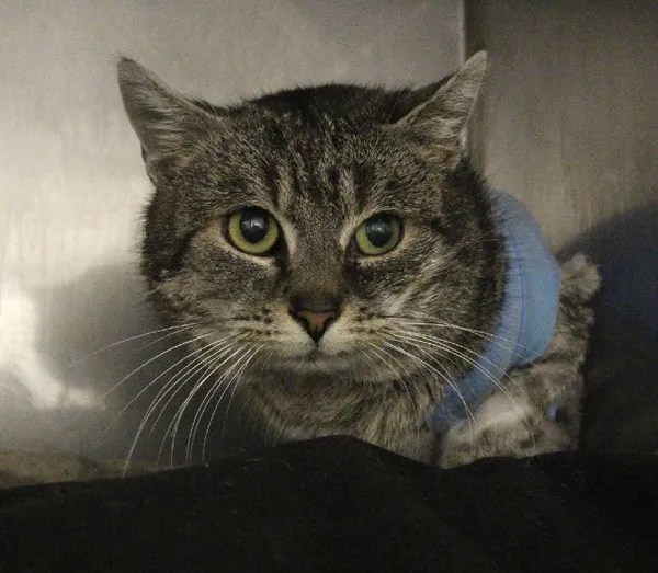 Znaleziono kota, Łódź, 18 stycznia 2024 (5/5)