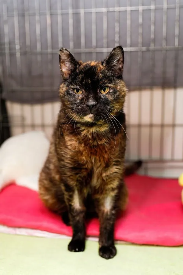 Kot do adopcji, Elbląg, 13 grudnia 2023 (1/5)