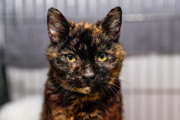 Kot do adopcji, Elbląg, 13 grudnia 2023 (2/5)