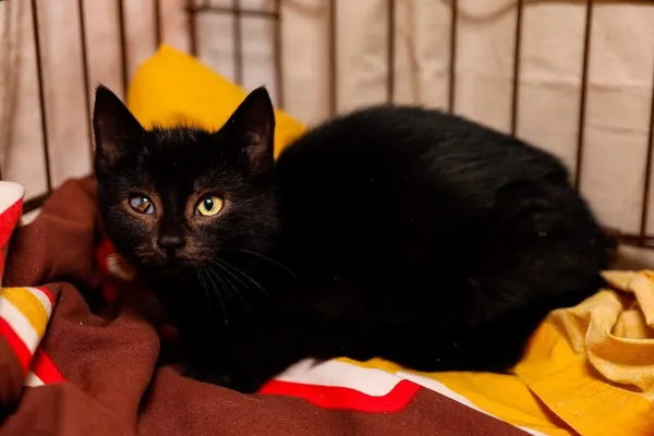 Kot do adopcji, Elbląg, 13 stycznia 2024