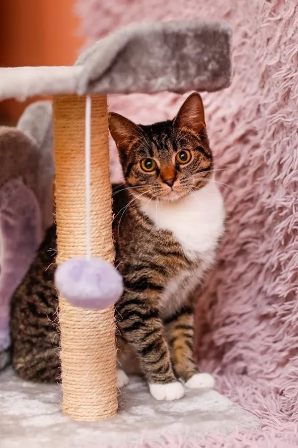 Kot do adopcji, Elbląg, 3 stycznia 2024 (1/5)