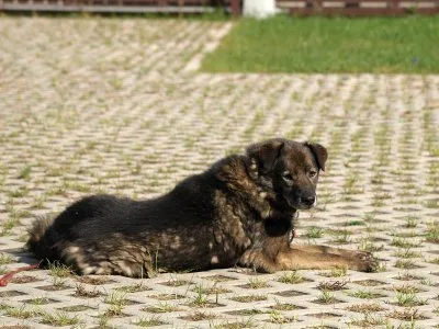 Pies do adopcji, Pabianice, 25 grudnia 2020 (1/3)