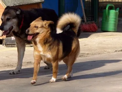 Pies do adopcji, Pabianice, 21 grudnia 2023 (2/3)