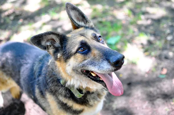 Pies do adopcji, Milanówek, 21 października 2024 (1/5)