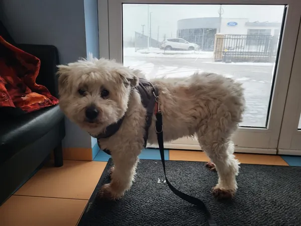 Pies do adopcji, Milanówek, 19 czerwca 2024 (2/5)