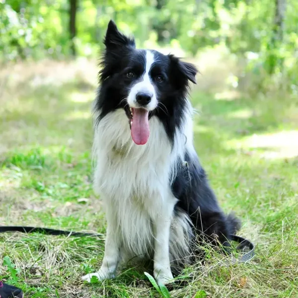 Pies do adopcji, Milanówek, 24 marca 2024 (2/5)