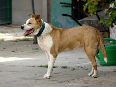 Pies do adopcji, Pabianice, 29 grudnia 2021 (2/5)