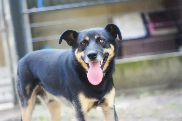 Pies do adopcji, Milanówek, 18 sierpnia 2024 (1/5)